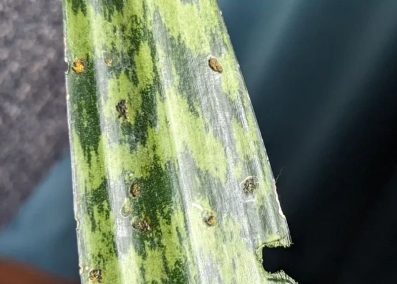 虎尾蘭葉子變黃