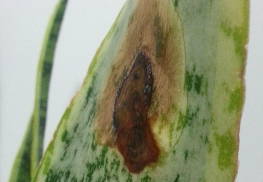 虎尾蘭褐斑病治療 虎尾蘭褐斑病治療