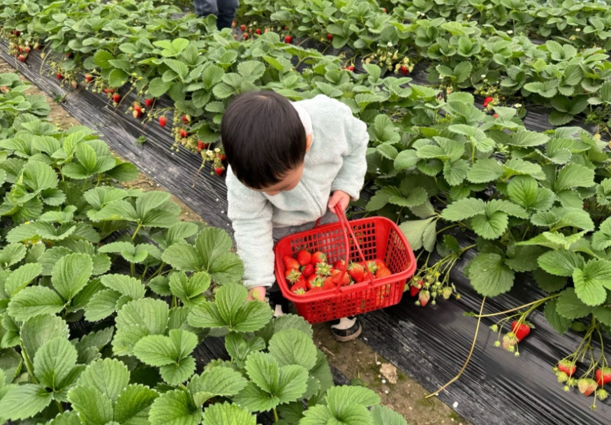 大湖採草莓 大湖採草莓