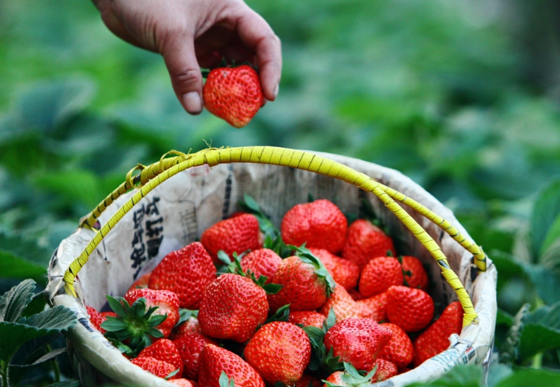 台北采草莓