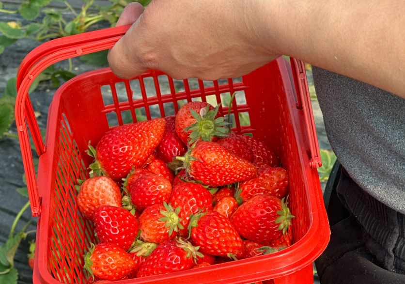 內湖草莓園推薦