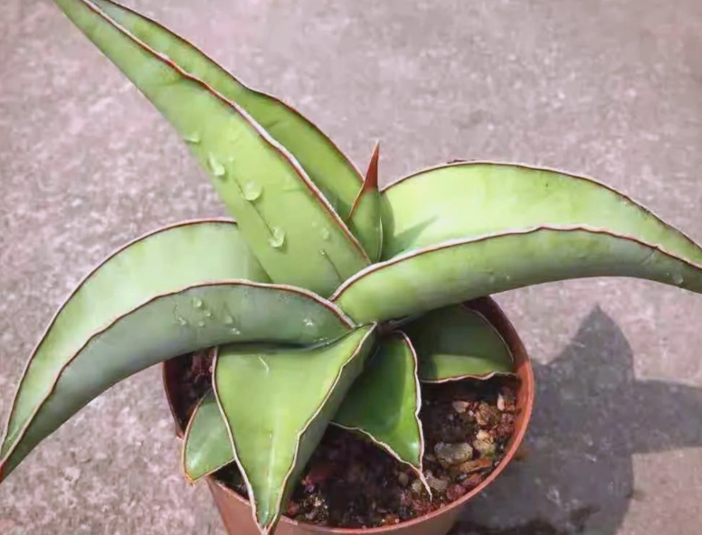 虎尾蘭介質 虎尾蘭介質