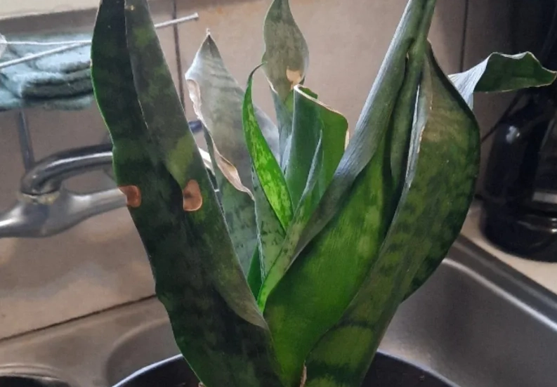 植物真菌病害防治 植物真菌病害防治