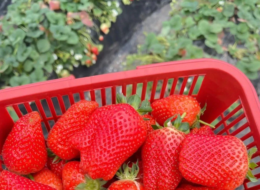 雲林採草莓