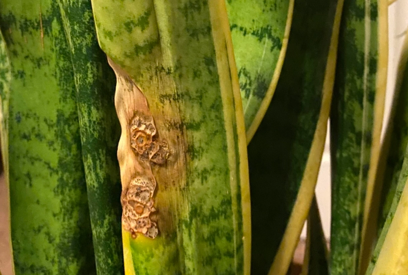 虎尾蘭褐斑病治療 虎尾蘭褐斑病治療