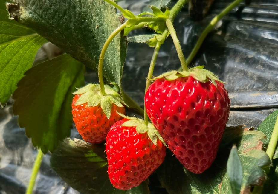 有機草莓 種植 有機草莓 種植