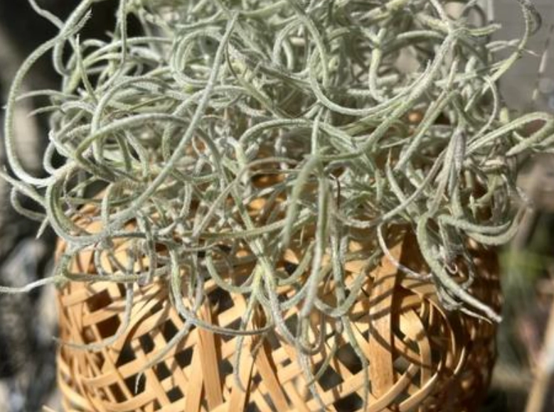 松蘿照顧 松蘿照顧