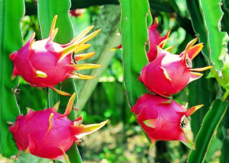 火龍果功效 火龍果功效