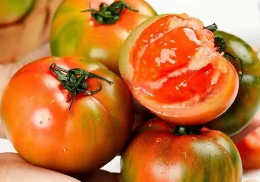 關西採草莓番茄