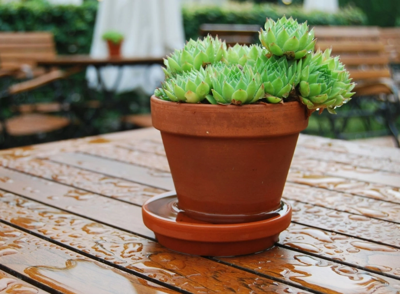 盆栽底部積水 盆栽底部積水