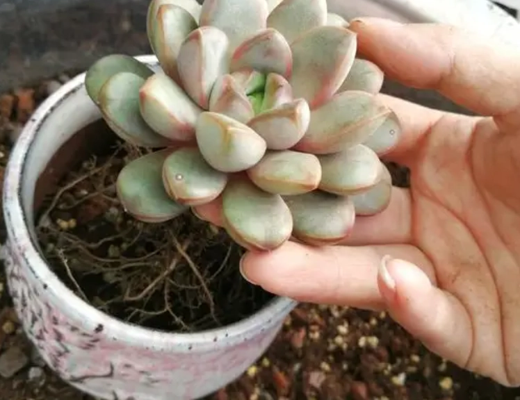 多肉植物換盆步驟