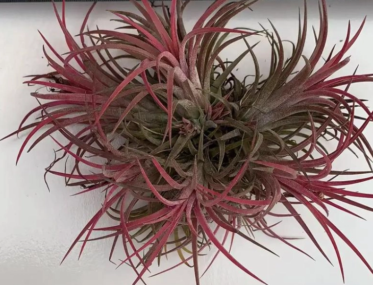 室內植物 推薦 室內植物 推薦