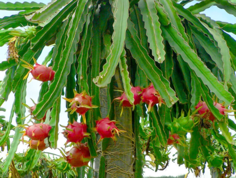 火龍果功效 火龍果功效