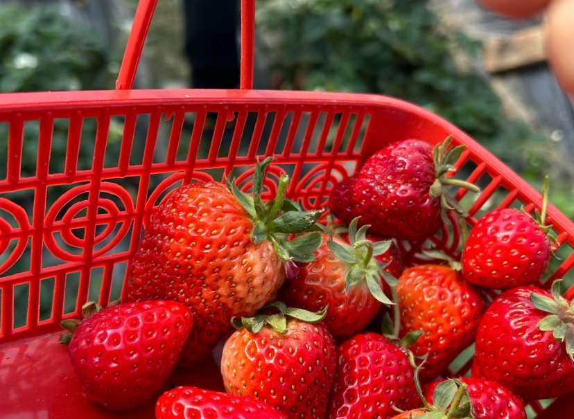 內灣採草莓 推薦