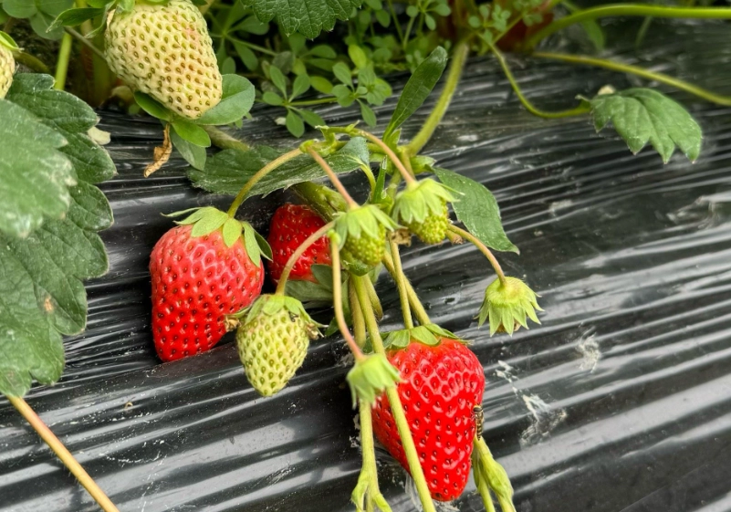 苗栗大湖草莓 苗栗大湖草莓