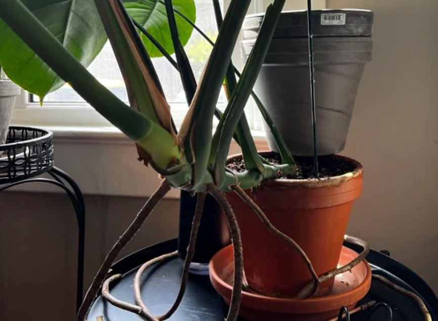 龜背芋 養護 龜背芋 養護