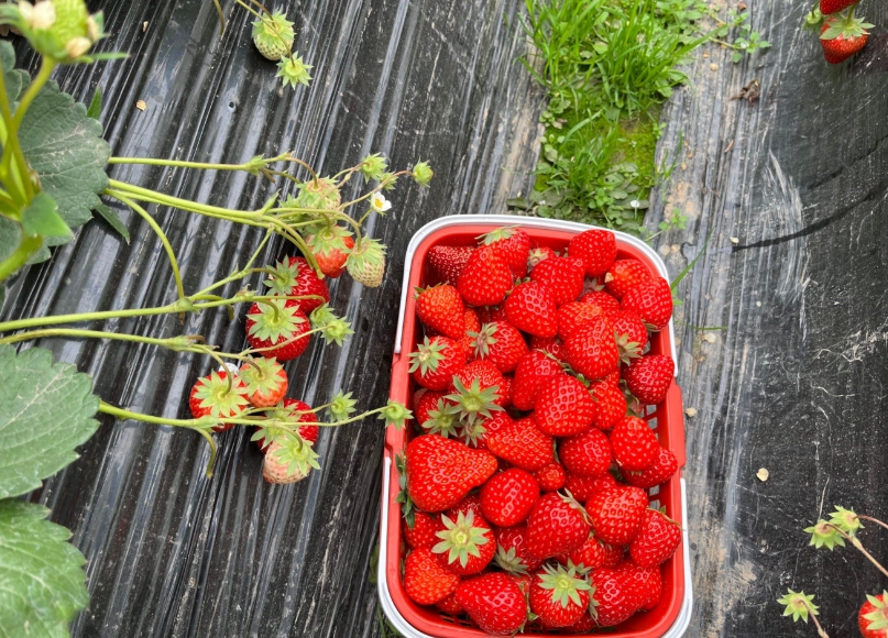 西螺 草莓園 西螺 草莓園