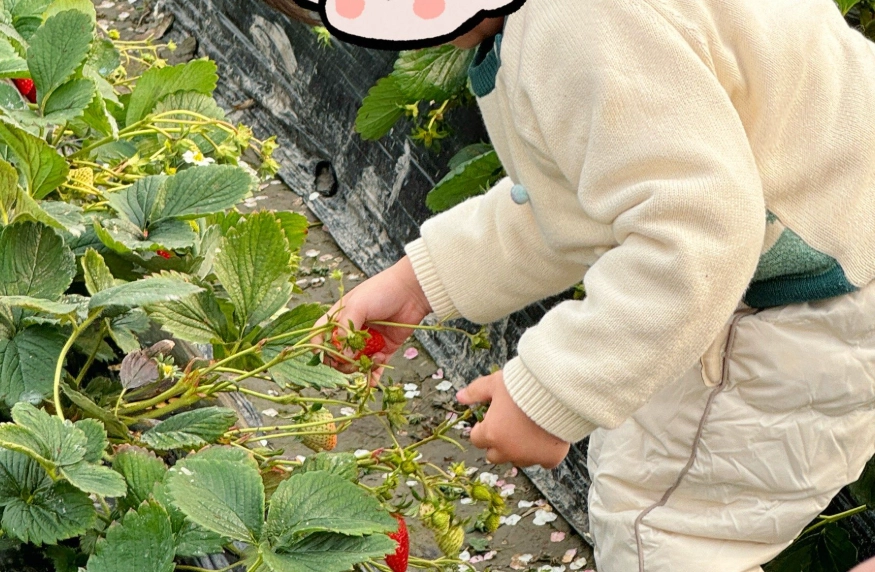 內灣採草莓 交通