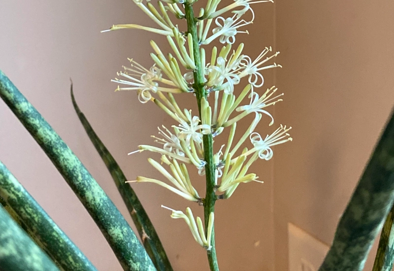 虎尾蘭開花照顧