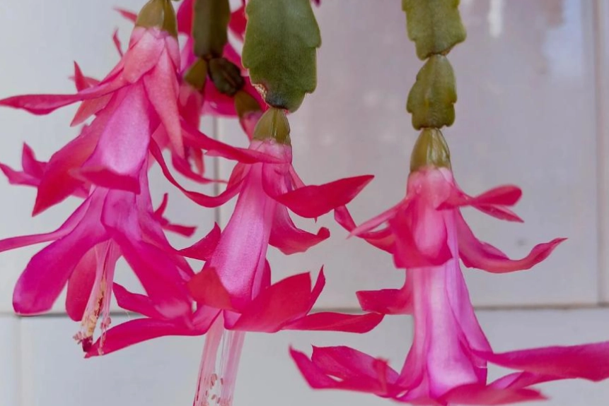 蟹爪蘭照顧 蟹爪蘭照顧