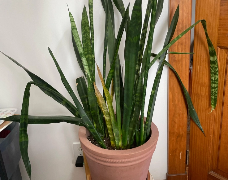 虎尾蘭澆水 虎尾蘭澆水