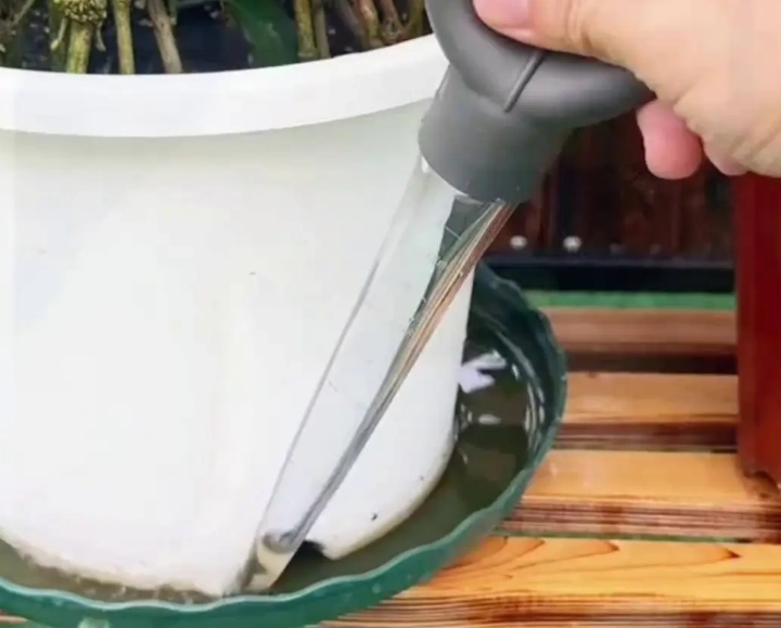 植物爛根 植物爛根