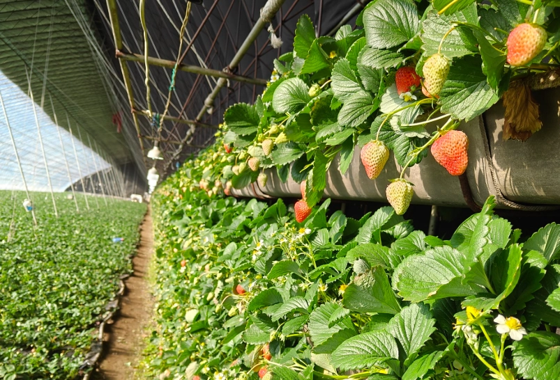 草莓園推薦 草莓園推薦