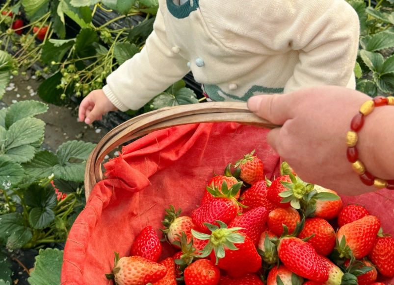 內湖採草莓時間