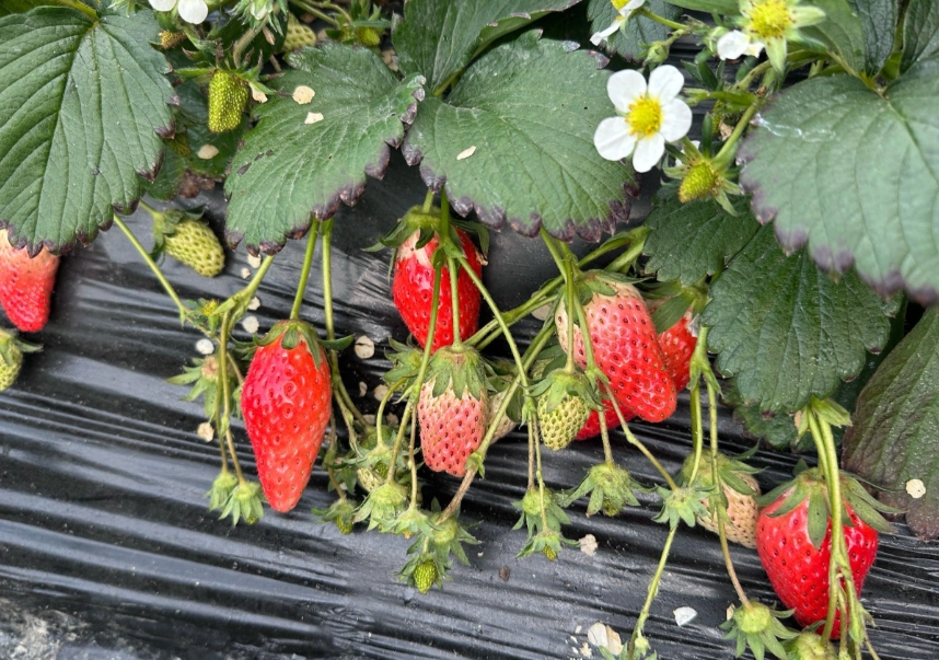 草莓產地價格