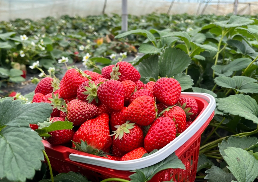 草莓園 推薦 草莓園 推薦