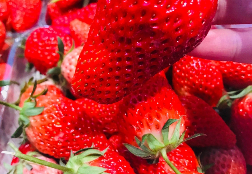 關西草莓 採草莓