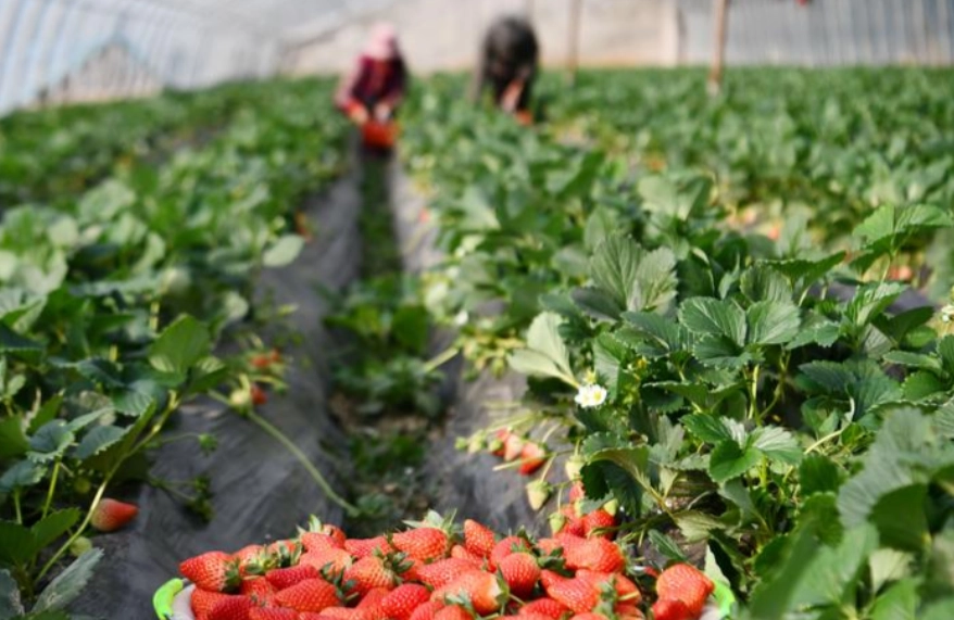 內湖草莓園推薦
