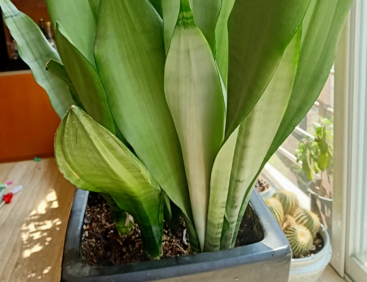 虎尾蘭土壤 虎尾蘭土壤