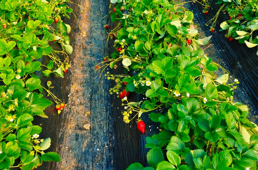 新竹採草莓 新竹採草莓