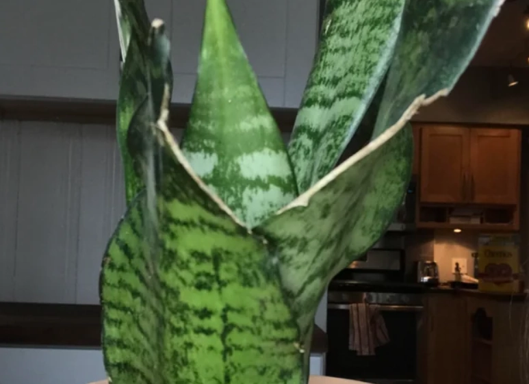 虎尾蘭彎曲原因 虎尾蘭彎曲原因