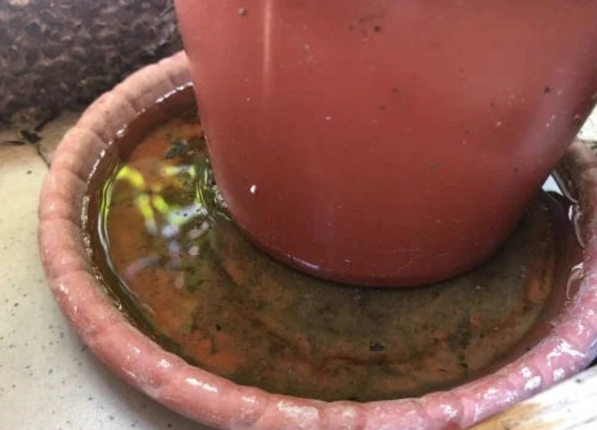 盆栽底部積水 盆栽底部積水