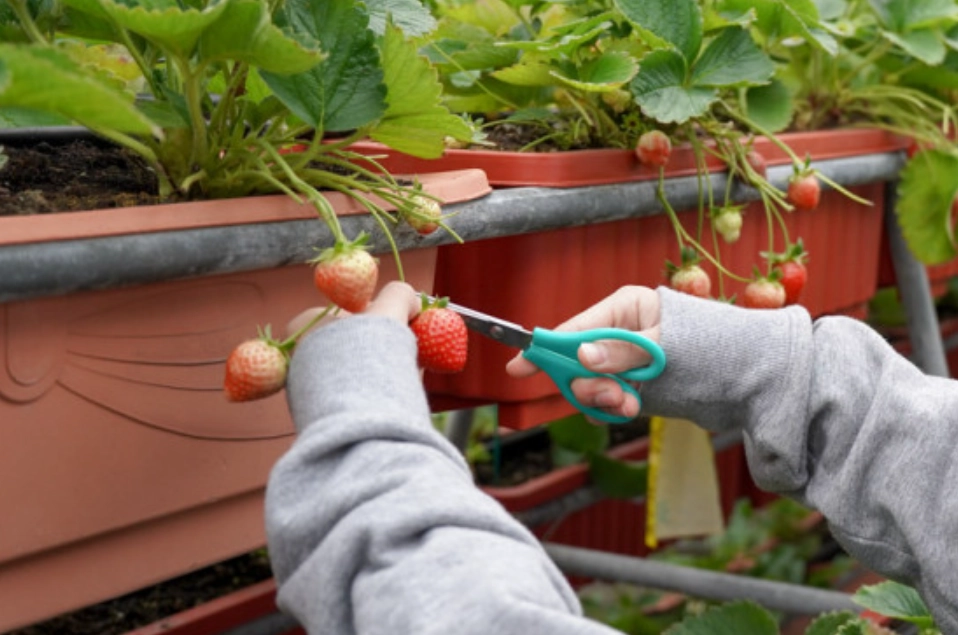 室內草莓園 新竹