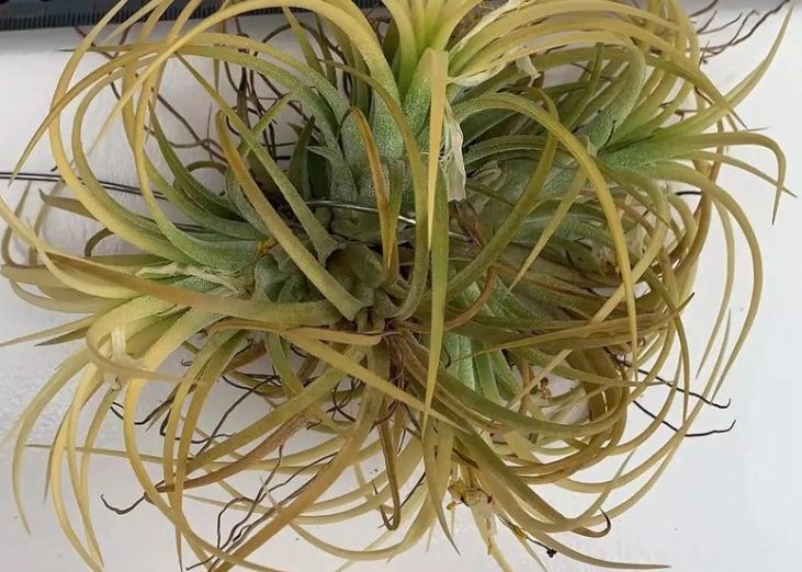 空氣草 照顧 空氣草 照顧