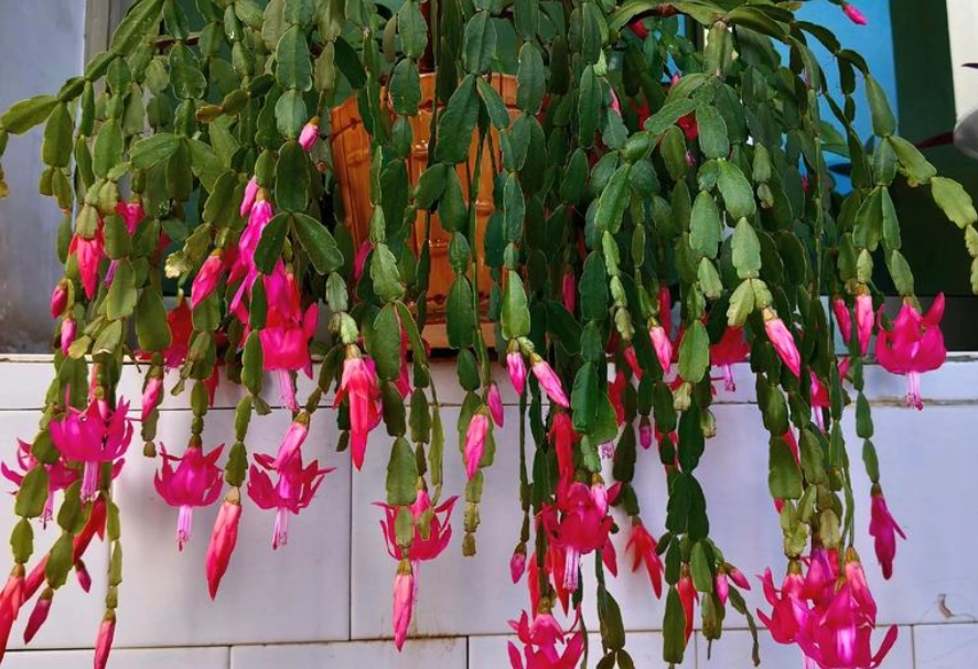 蟹爪蘭照顧 蟹爪蘭照顧