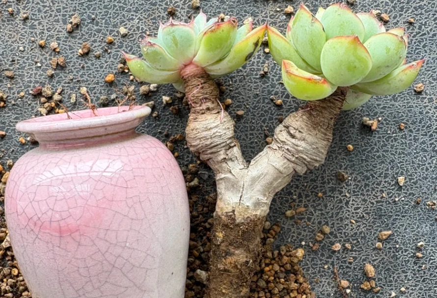 多肉植物介質配方