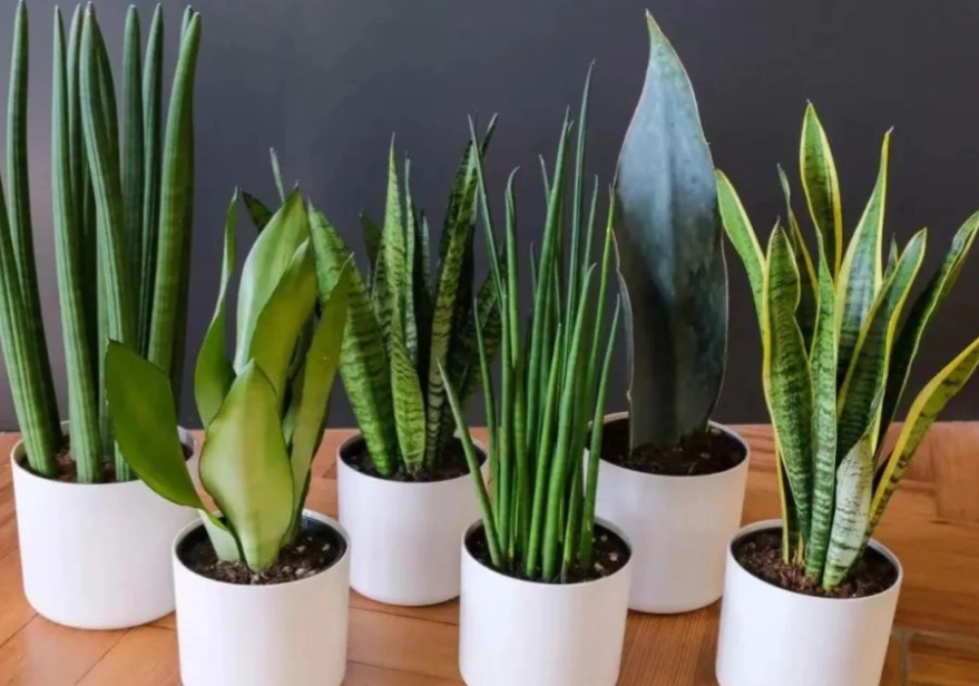 虎尾蘭介質 虎尾蘭介質