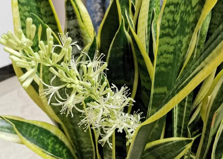 虎尾蘭開花條件