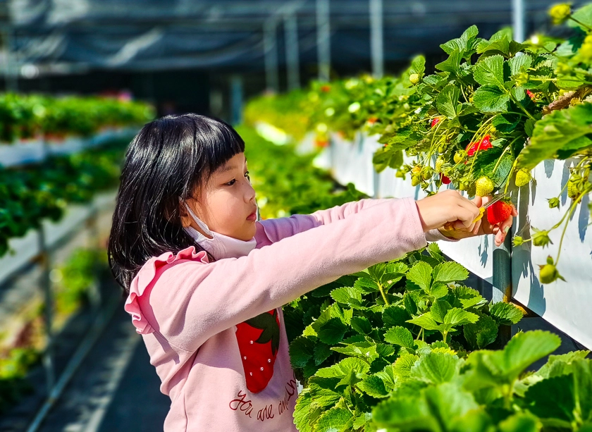 草莓園親子遊
