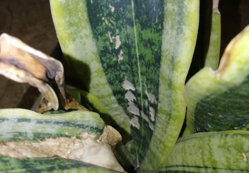 虎尾蘭 澆水 虎尾蘭 澆水