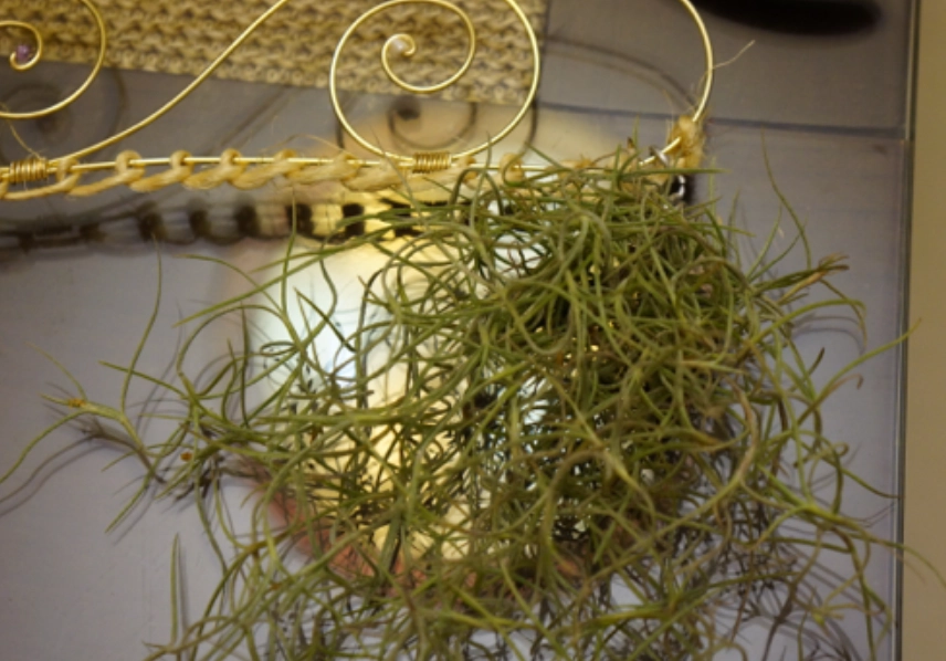 空氣鳳梨修剪 空氣鳳梨修剪