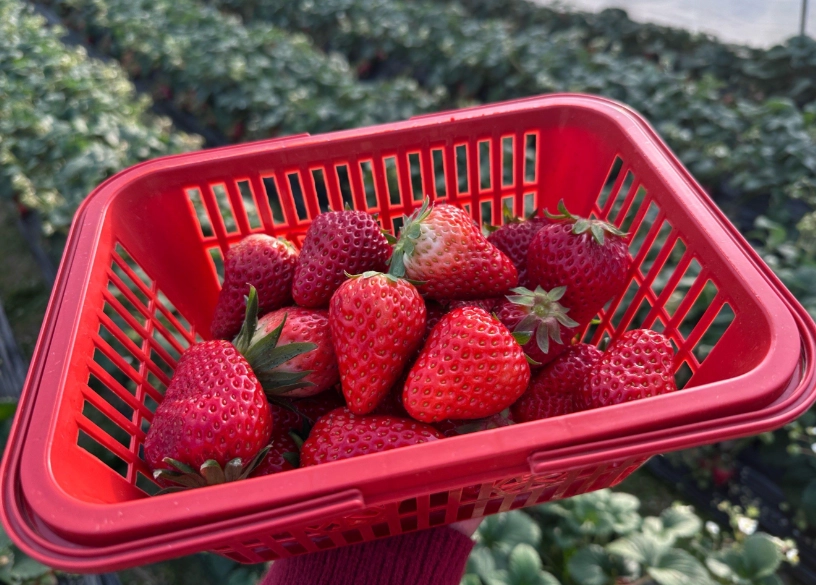 大湖草莓