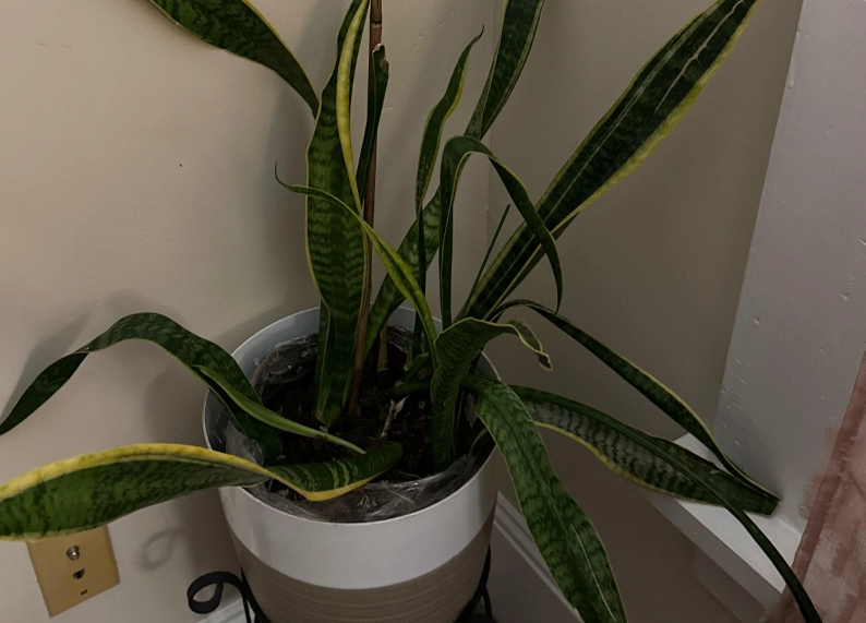虎尾蘭葉子下垂 虎尾蘭葉子下垂