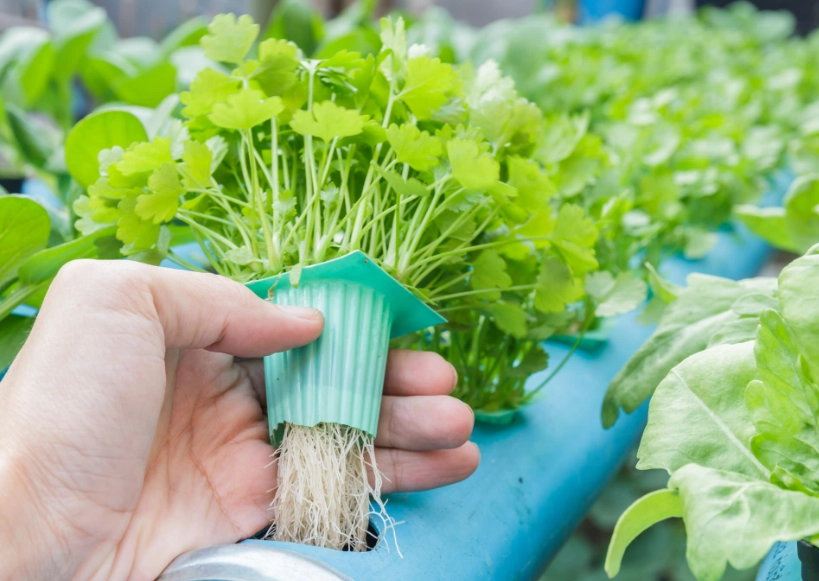 水培蔬菜 營養