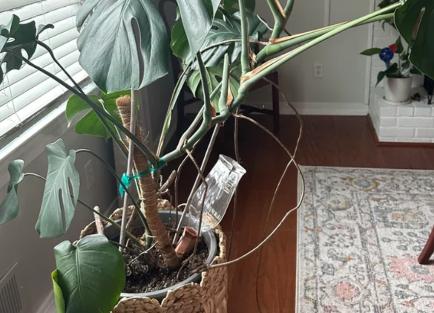 龜背芋 氣根 修剪 龜背芋 氣根 修剪