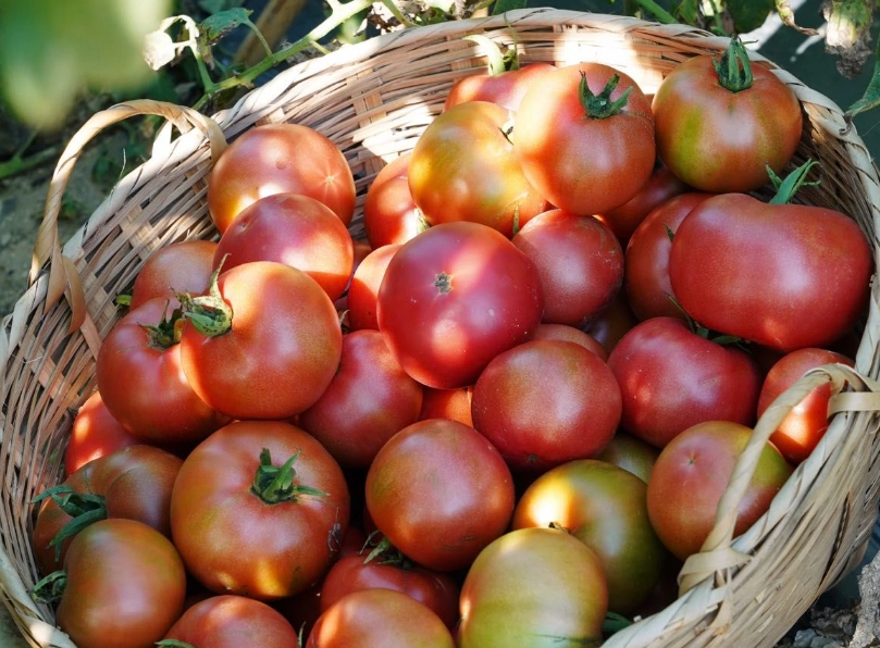 草莓番茄哪裡買